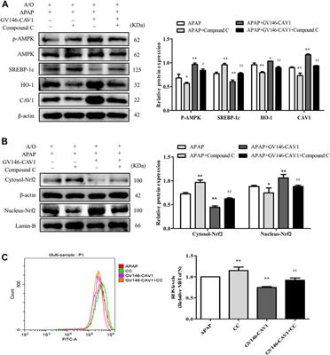 Caveolin-1 Alleviates Acetaminophen-Induced Fat Accumulation in Non-Alcoholic Fatty Liver Disease by Enhancing Hepatic Antioxidant Ability via Activating AMPK Pathway